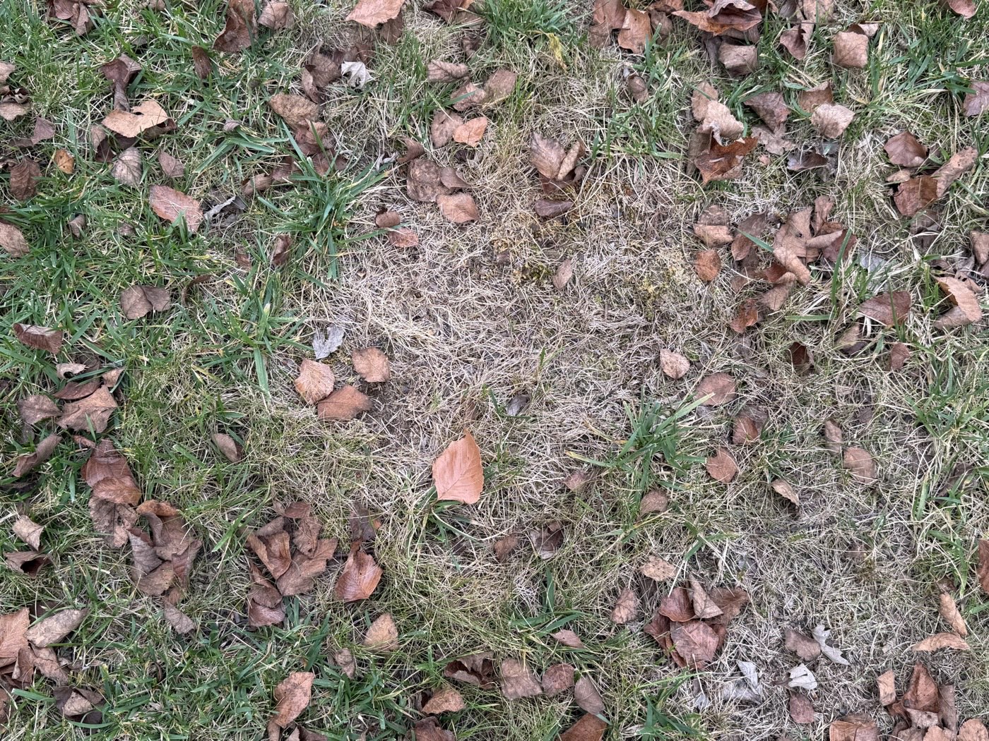 A back-yard view showing patchy grass and bare soil near the deck steps.